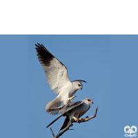 گونه کورکور بال سیاه Black-winged Kite